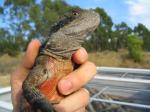 Australian Water Dragon (<i>Physignathus lesueurii</i>) Adult male
